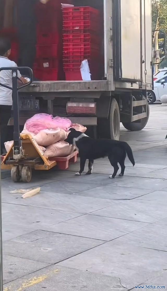 狗啃食超市猪肉 搬运工视而不见